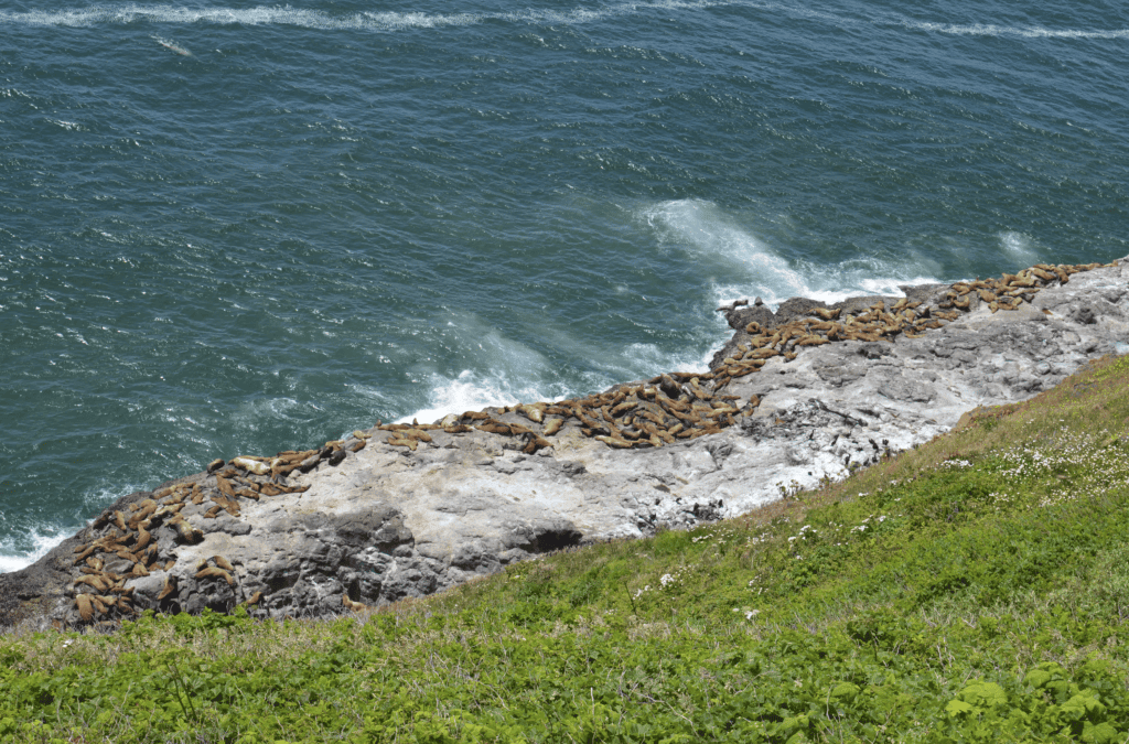 sea lions on rocks Oregon coast