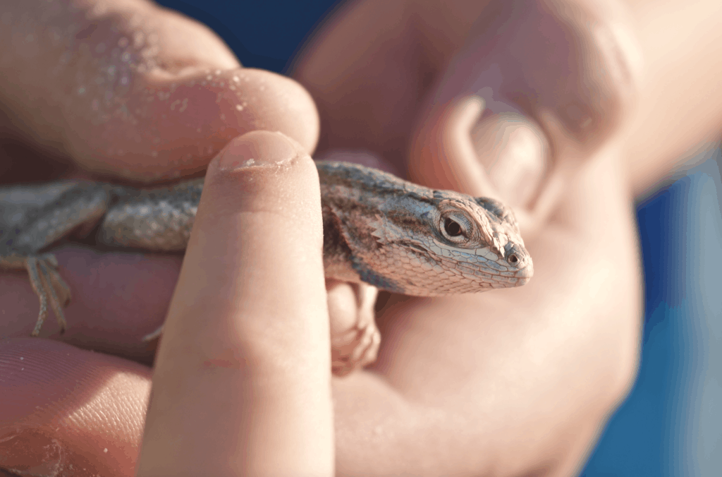 lizard macro micro close up