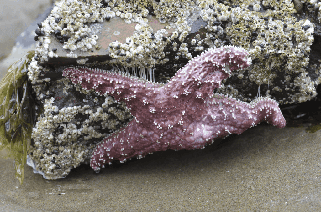 purple sea star starfish Oregon coast