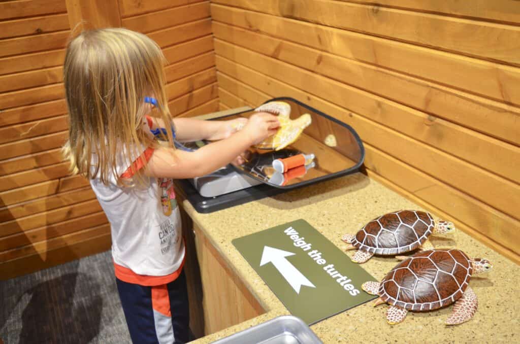 pretend play turtle nesting