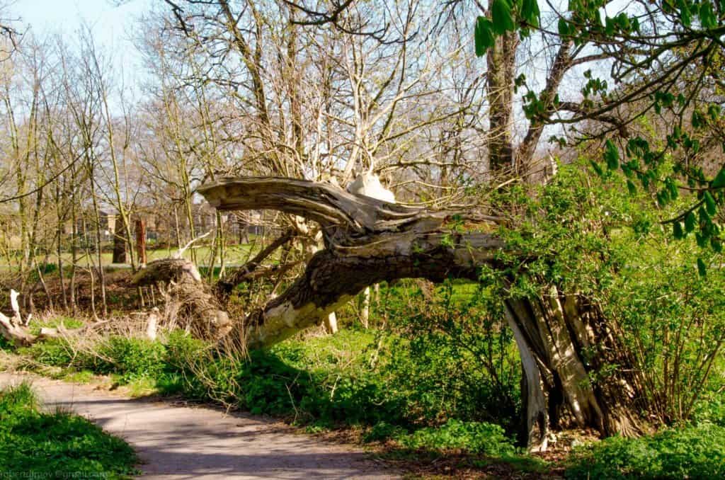 Ladywell Fields London