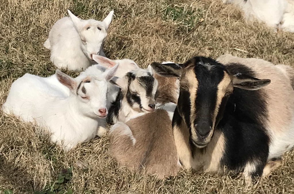 nigerian dwarf goats for sale by me