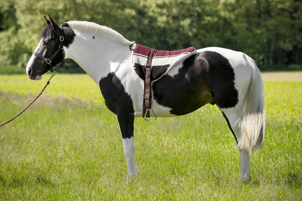 Sedlo Bareback Norton