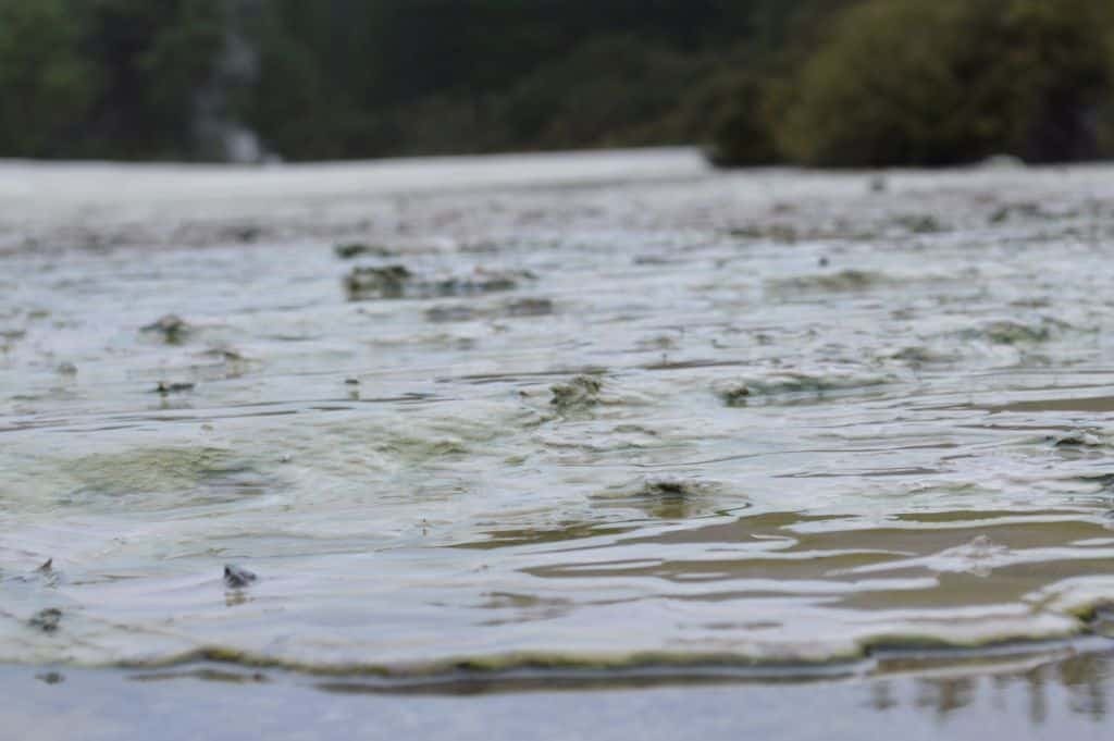Mud Pools of Wai O Tapu Reserve