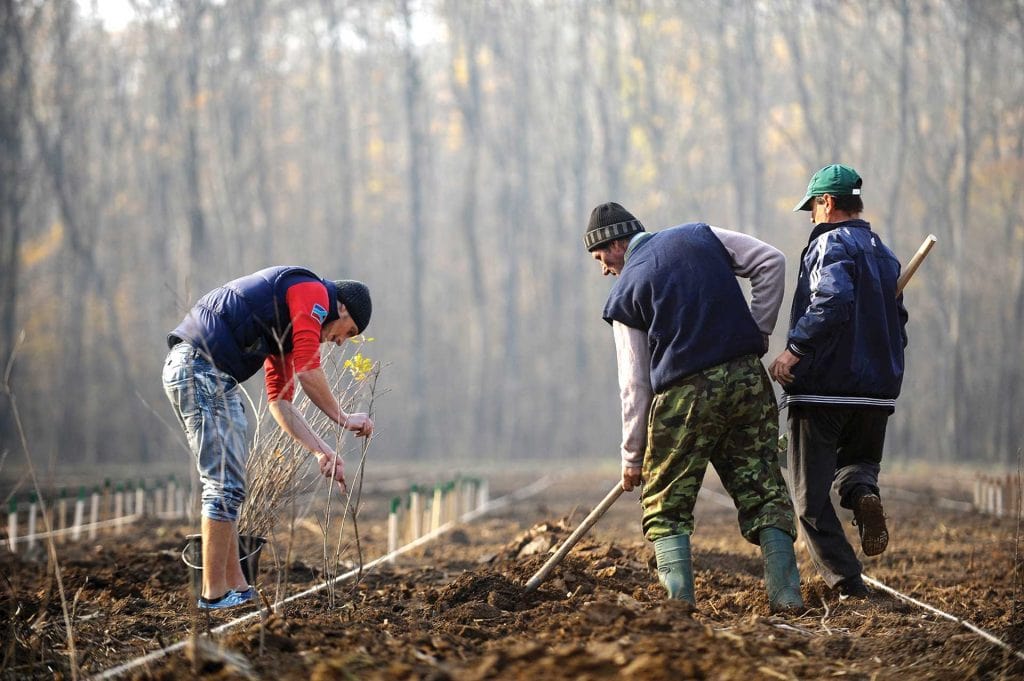 40 de milioane de euro pentru tinerii fermieri și 20 de milioane pentru împăduriri cacat