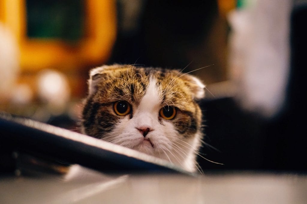 adoption problem in tech companies