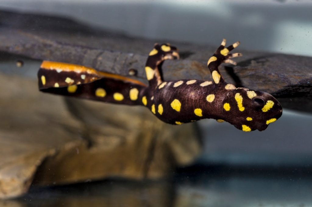 Neurergus crocatus egg laying