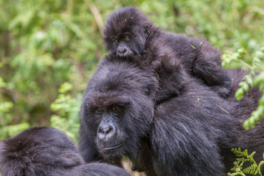 ATI-Rwanda-Mountain-Gorillas-Trek14