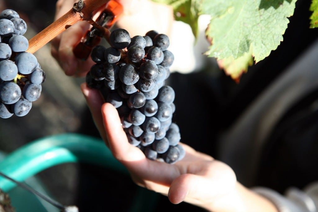 Vendanges-manuelles-1024×683