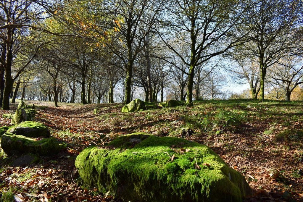 Las lluvias de otoño reverdecen el musgo