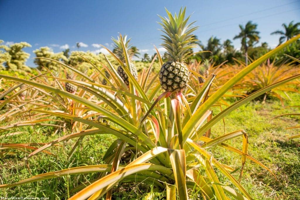 maui pineapples