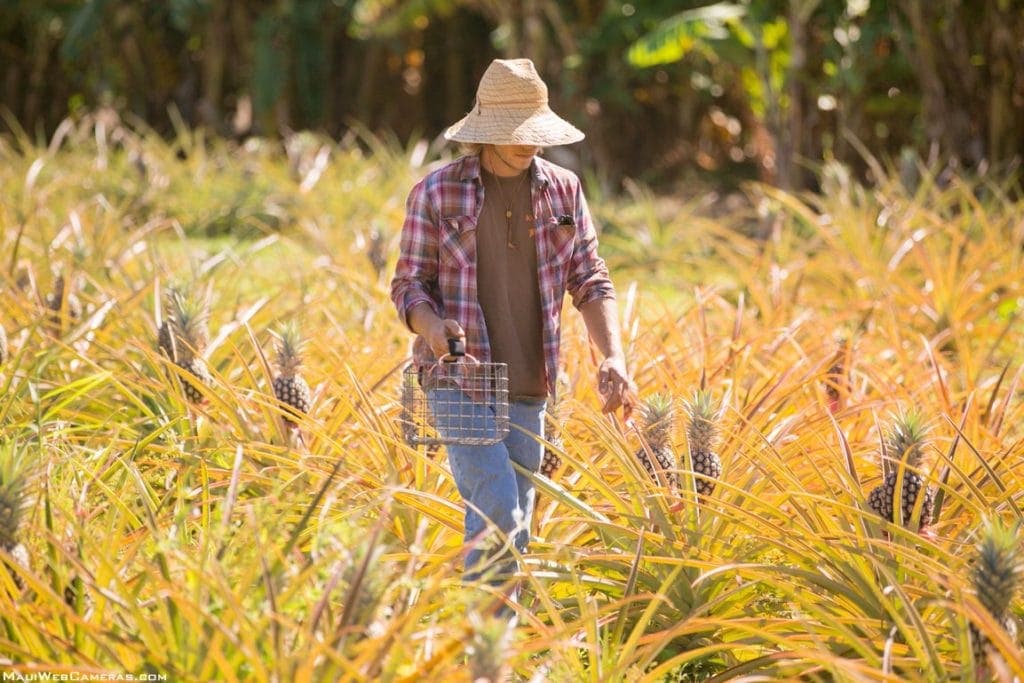 pineapple farmer