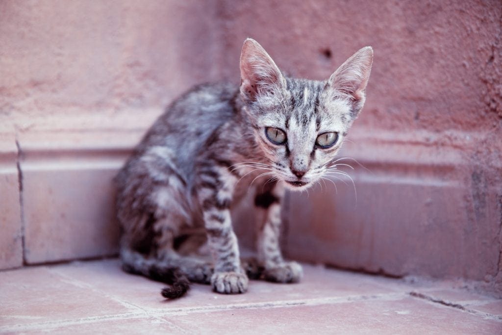 Photo of a skinny cat in need of weight gain cat food