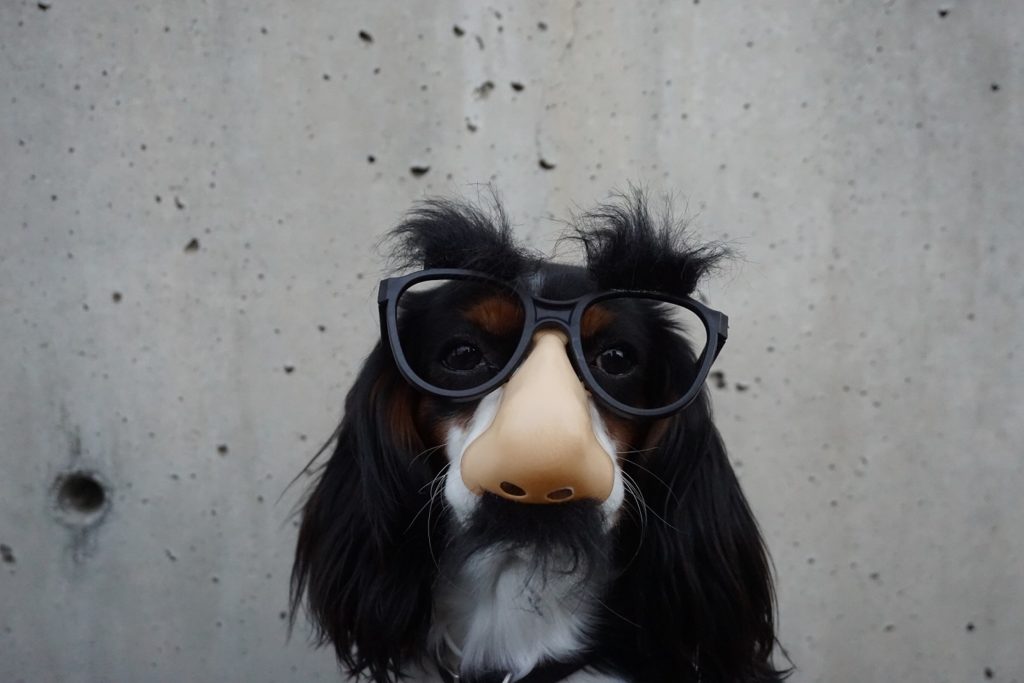funny dog is out of office