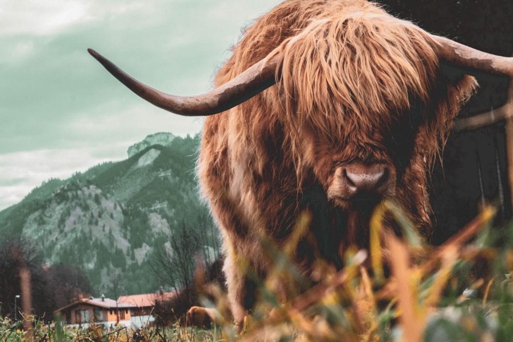der ochs vor dem berg