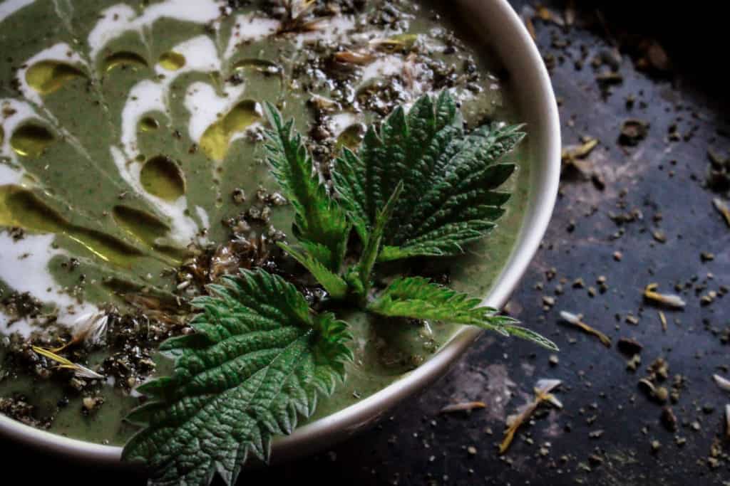 Stinging Nettle Recipe For the Brave of Mouth