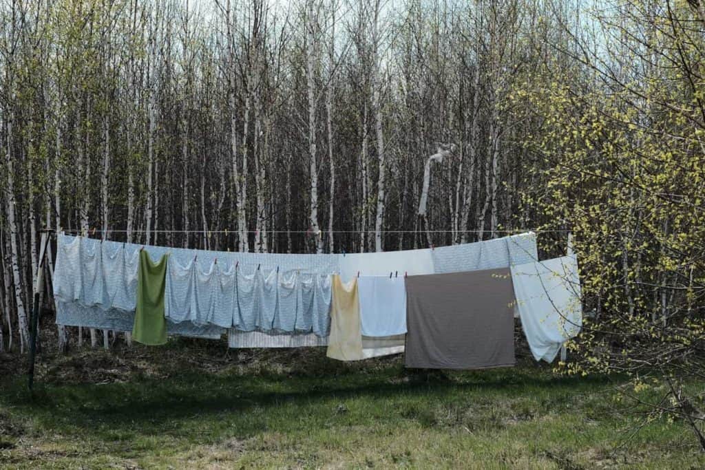 Clothesline at the edge of a wooded field