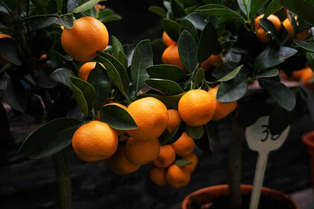 Florida orange grove plant in summer sun