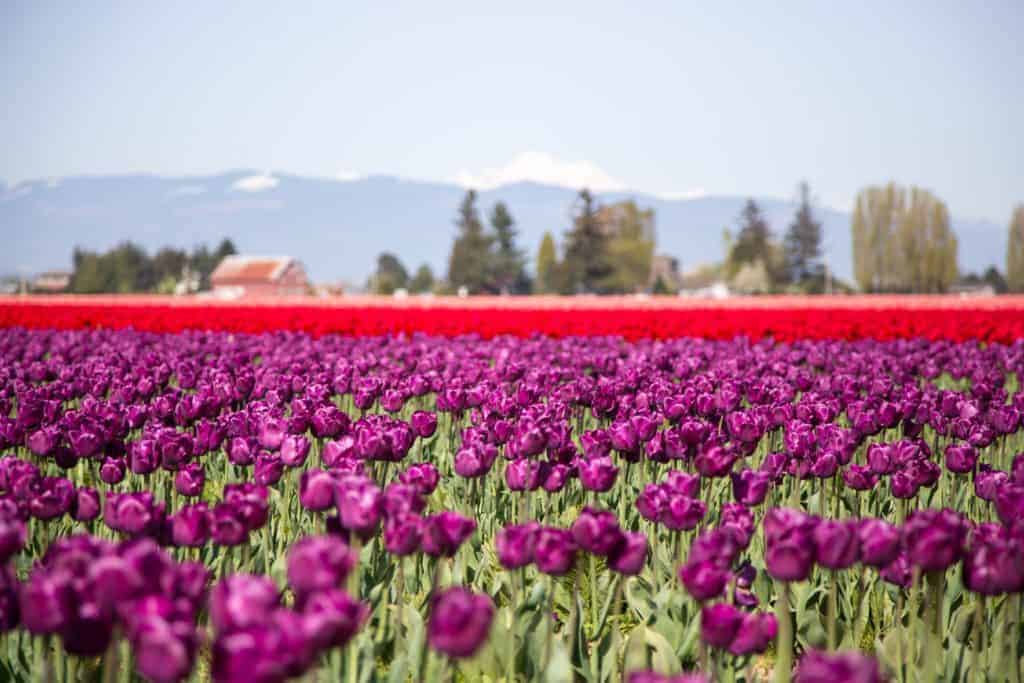 Red and purple tulip fields in Skagit Valley, Washington.