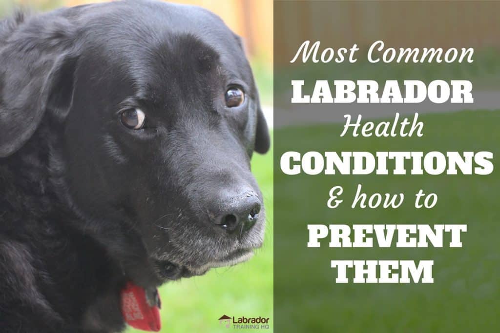 Common Labrador Health Problems - Senior black Lab staring back at the camera