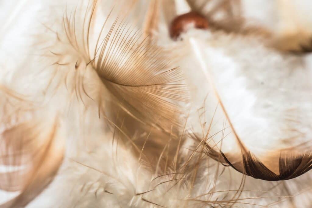 close up of white feathers