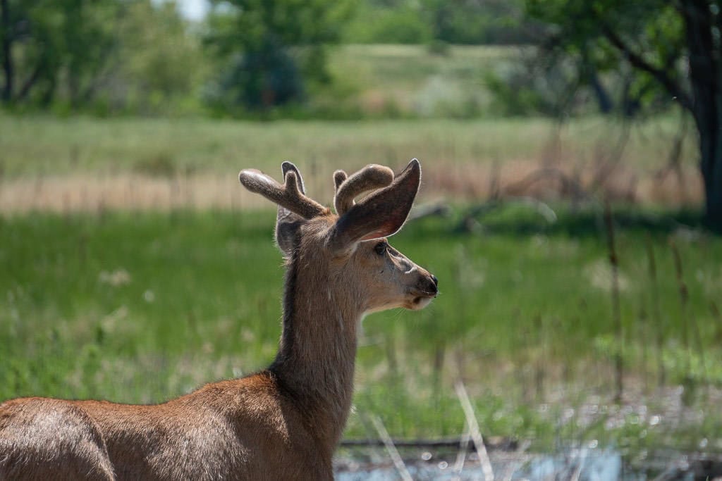 Deer in rocky mountain arsenal near a lake