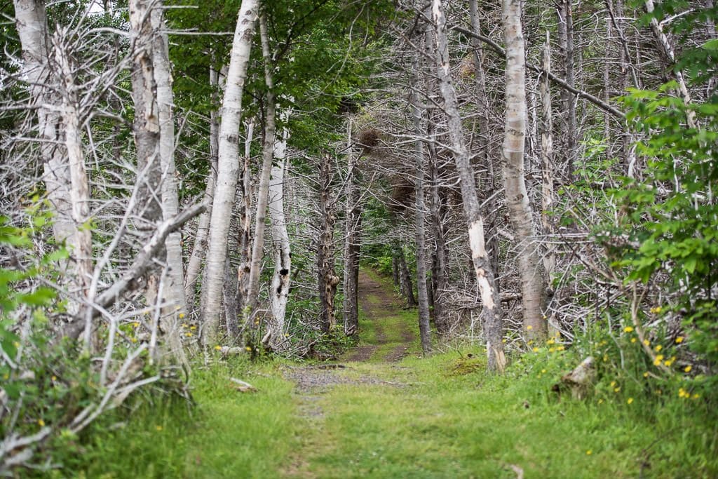 Wooded trail from Cheticamp Campground to Le Chemin du Buttereau & Le Buttereau trails