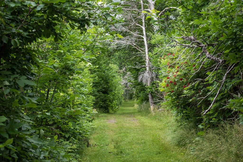 Grassy path and trail through the woods on the way back to the Cheticamp Campground