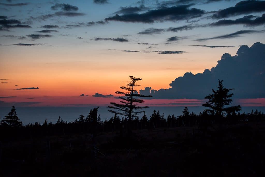 Silhouette of trees during sunset on Skyline trail