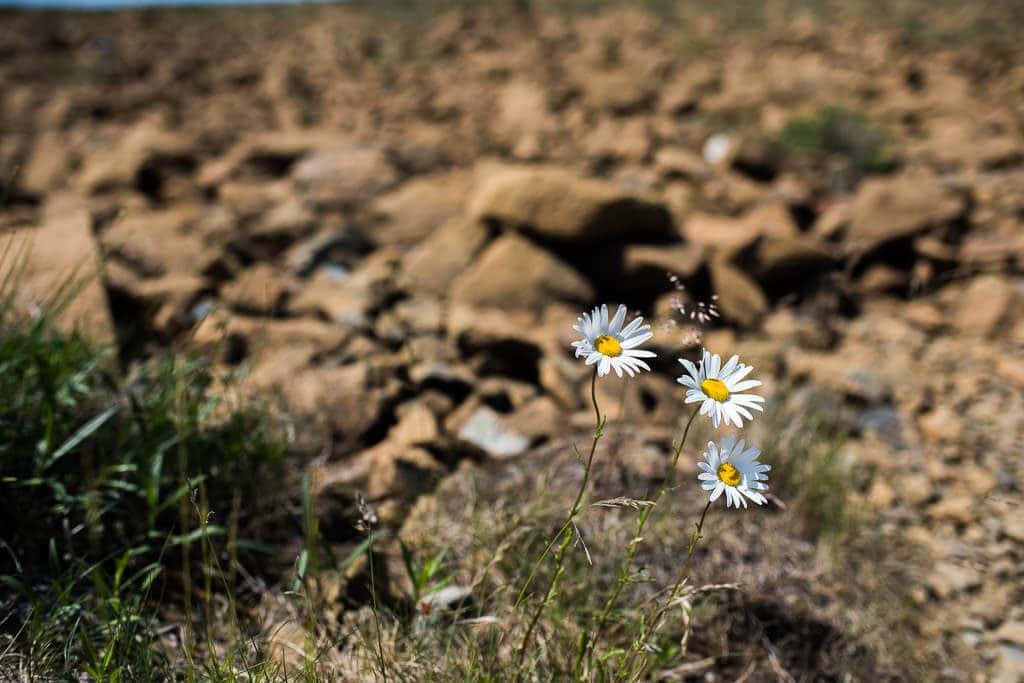 Flowers poking up through a small patch of grass in the barren tablelands.