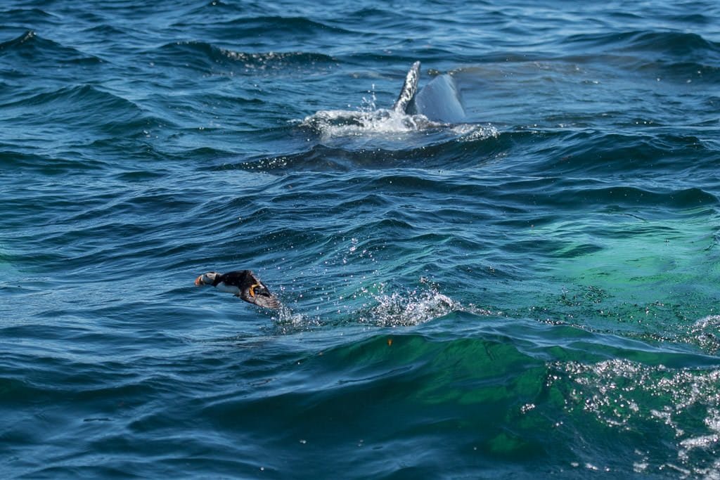 Puffin flying above the water as a humpback whale is coming up to breach