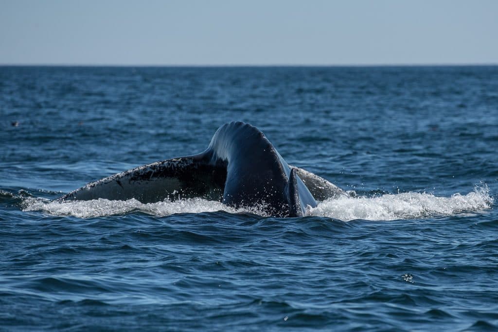 Humpback Whale Tail on our Newfoundland Tour