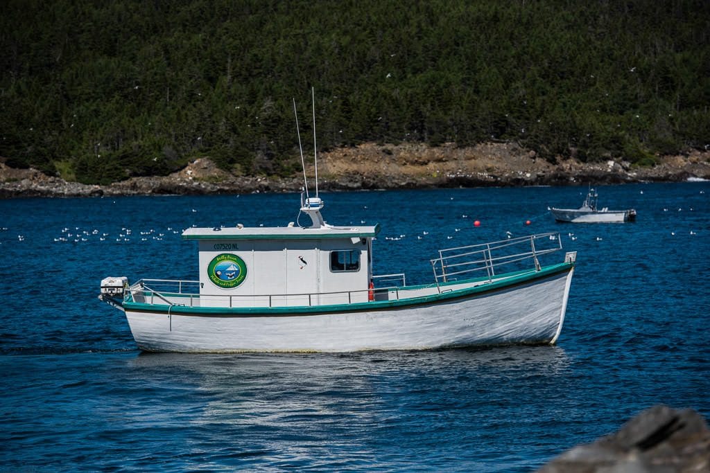 molly bawn whale & puffin tour boat