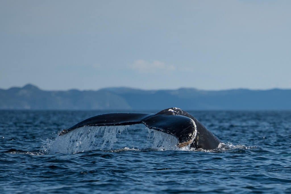 Humpback whale tale in the air with mountains off in the distance