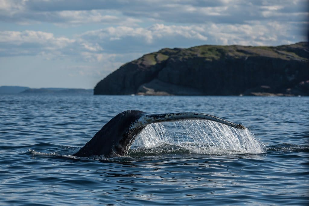 Humpback whale tale in the air as the beautiful creature dives to the depths