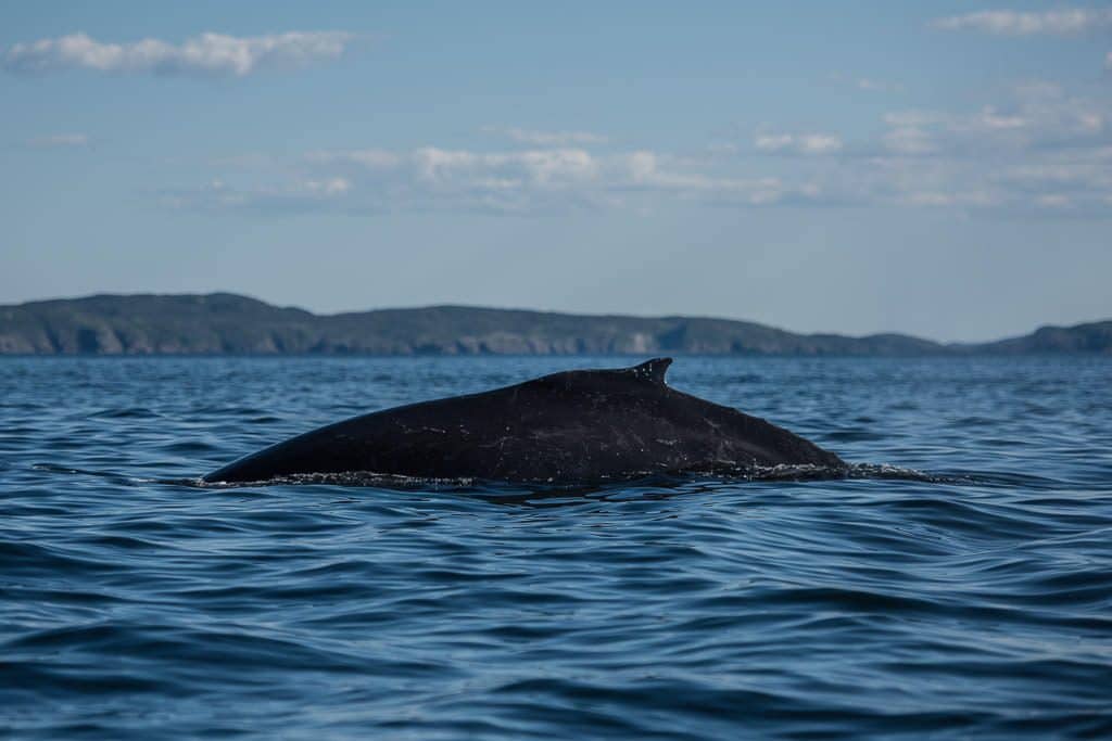 The back of a Humpback whale as it breaches the water