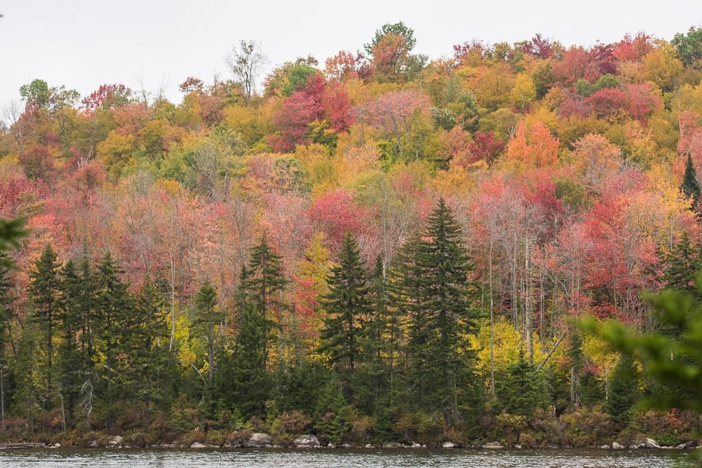 Colorful trees in Vermont during Fall in Groton State Forest