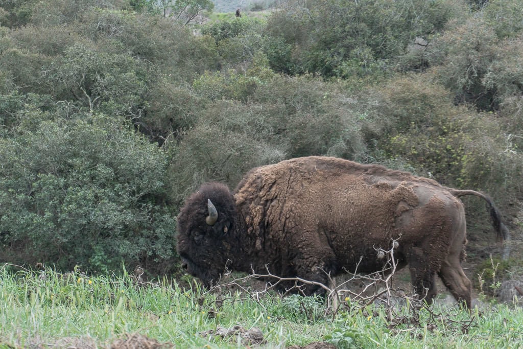 One of the large buffalo that are part of the herd that was brought to Catalina Island to be part of a film in 1924.