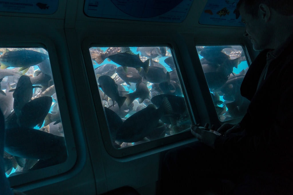 Guy looking out some of the windows on the Undersea Expedition tour with hundreds of fish outside the windows