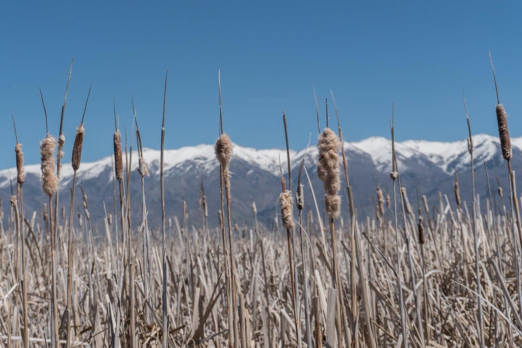 Some reeds with snow-topped mountains in the background at Great Salt Lake Shorelands Preserve