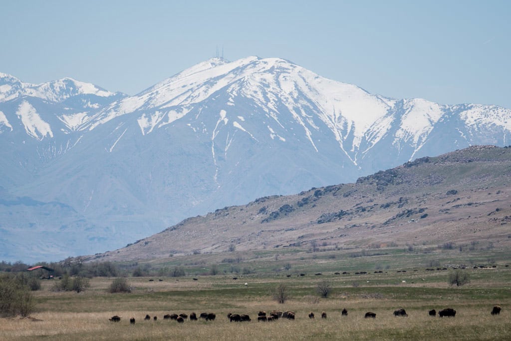 Large Bison heard at Antelope Island State Park