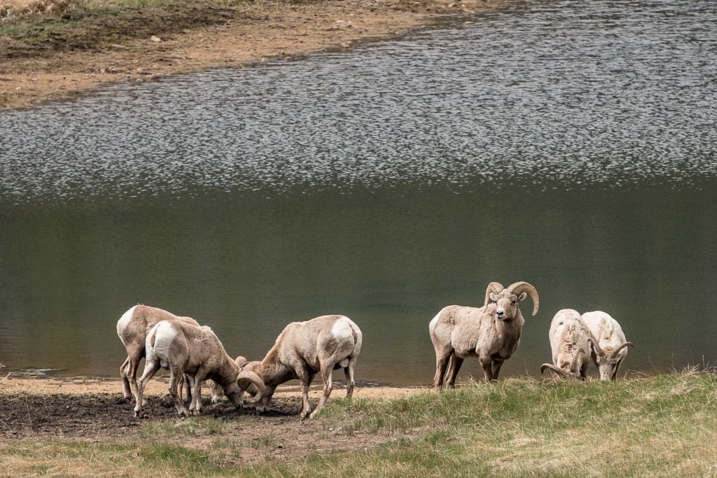 big horn sheep by lake in rocky mountain national park