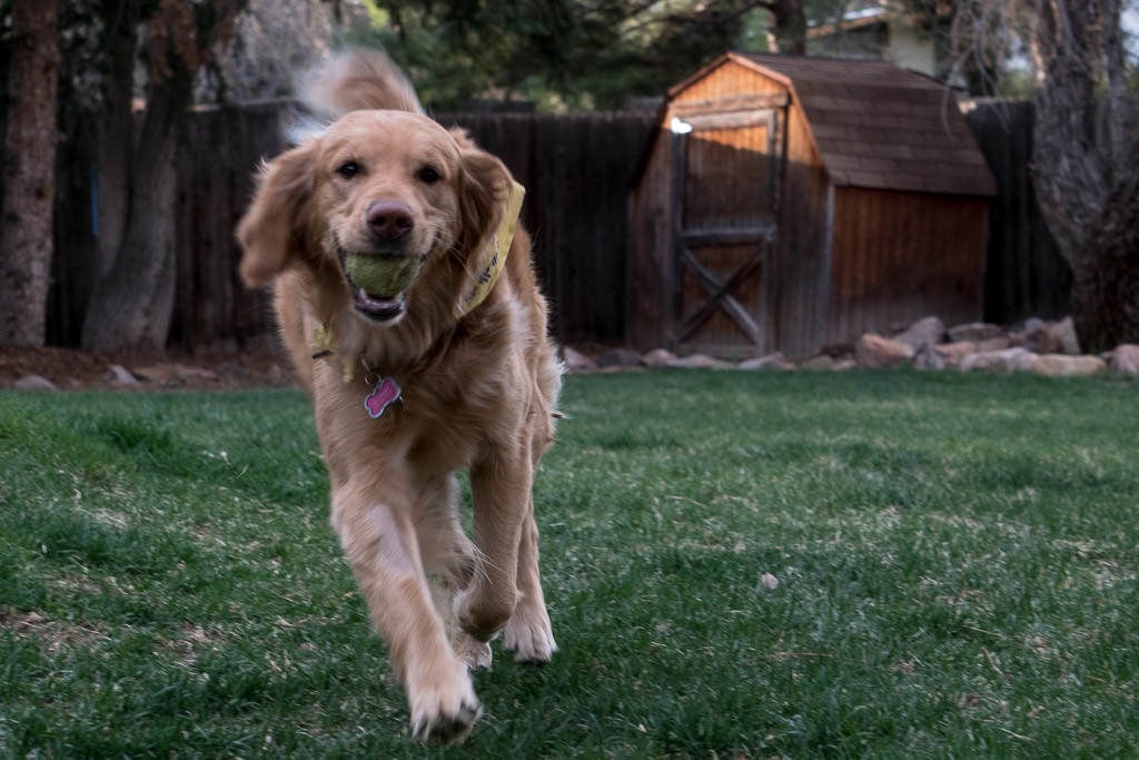 golden retriever with ball that we pet sat through trustedhouseitters