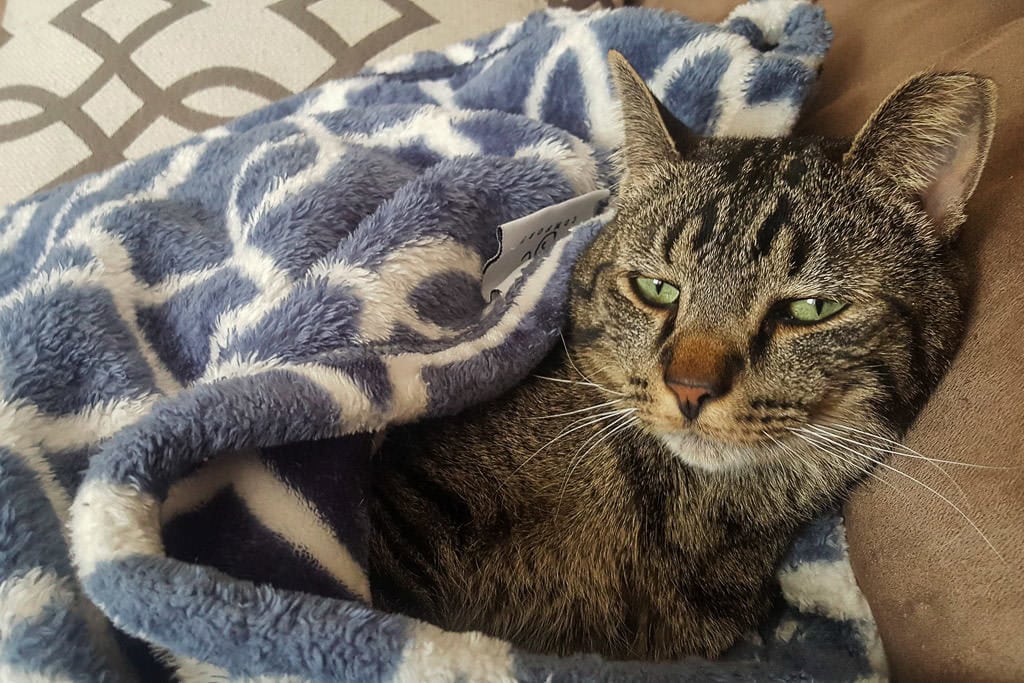 cat snuggling up while pet sitting