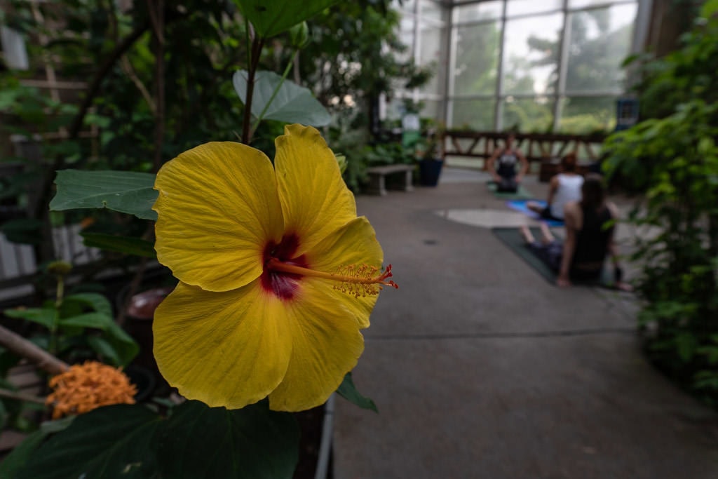 Bright yellow flower in the butterfly garden