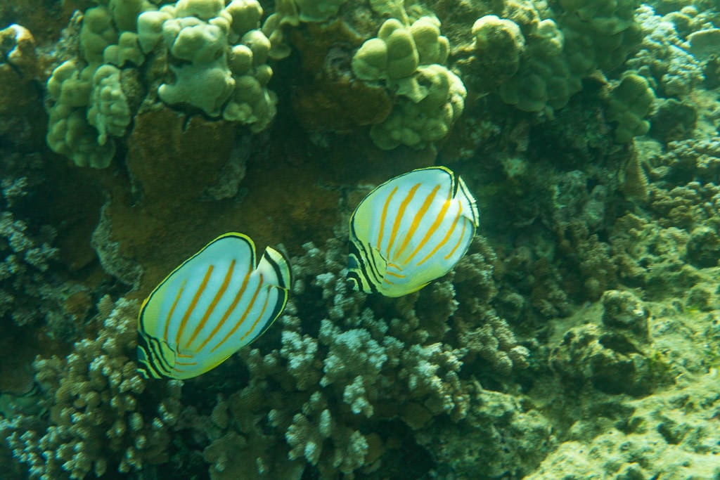 reef fish in molokai