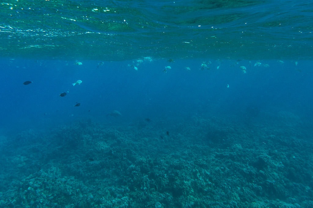 underwater scene while snorkeling in molokai