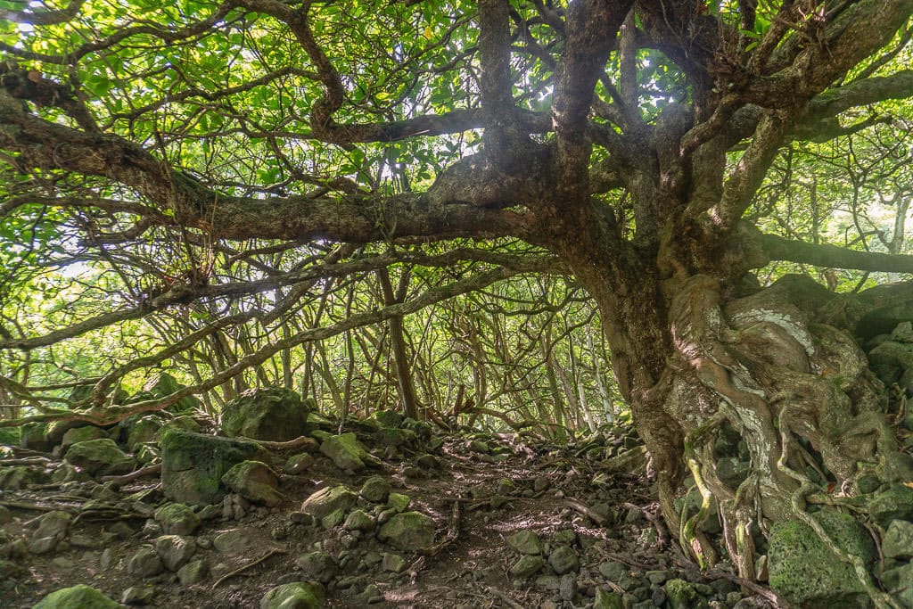 Hiking to Kalaupapa Molokai