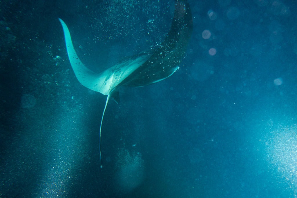 Kona Manta Ray diving back underwater after swooping near the snorkelers to grab some plankton