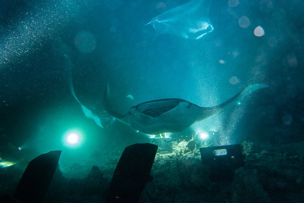 3 Different Manta Ray swimming over and around the campfire during my manta ray night dive